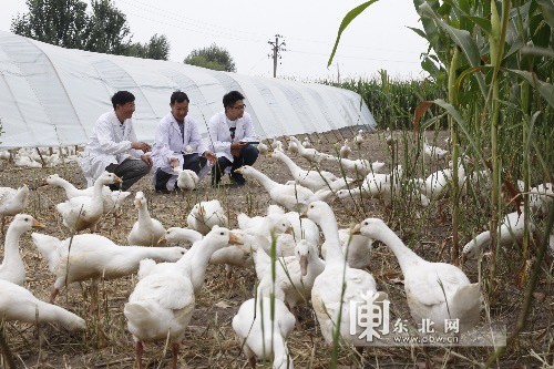 鹅类养殖现状与创新