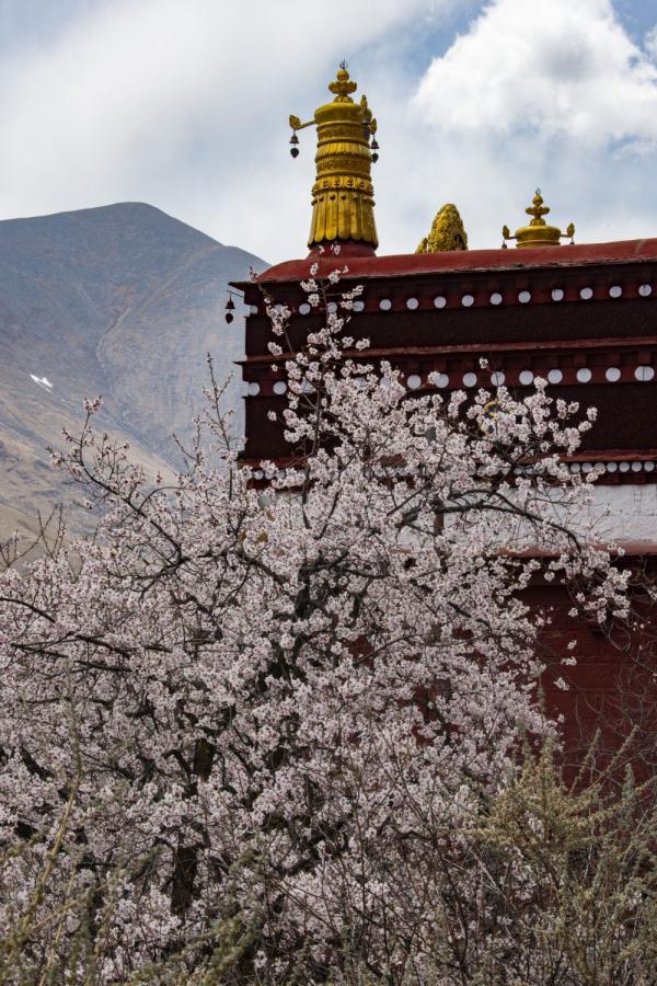 成武桃花寺图片