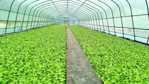 来凤烟叶间苗补苗忙