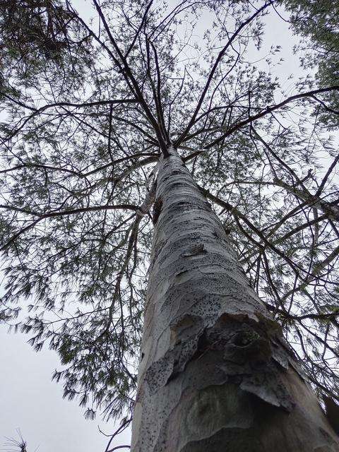 巧家五针松人丁兴旺