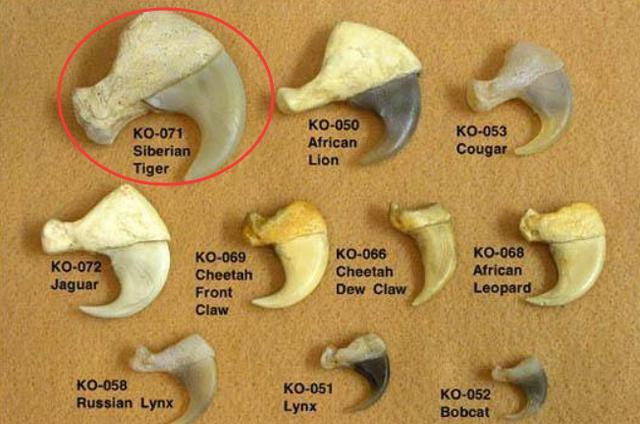 武松打虎是真的吗现代最强壮的人能否赤手空拳打败老虎