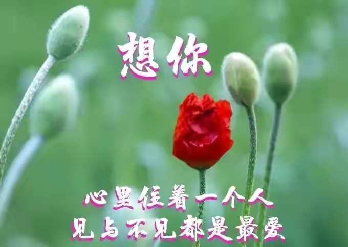 风传花信,思传爱意,动心的情温暖如春,忘不了的