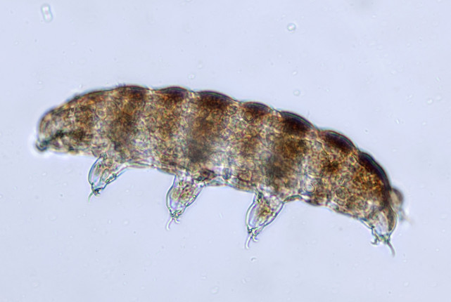 水熊虫的生命力这么顽强它到底是什么神圣