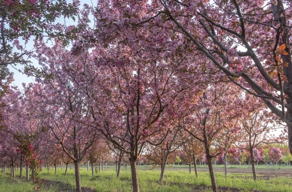 昌平花事:小湯山海棠花開正豔