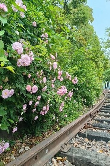 浅夏将至楸生色 满架蔷薇一园香 腾讯新闻