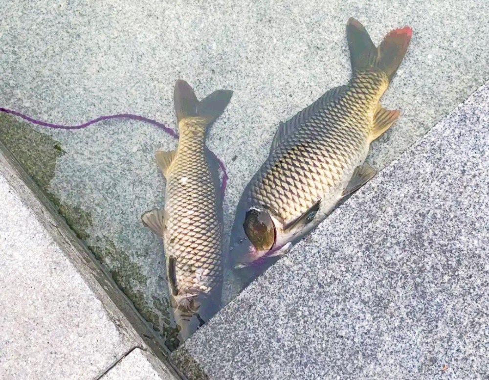 天津海河违规"钓鱼"盛行!有人"可视锚鱼"加遥控船打窝,公开叫卖渔获物