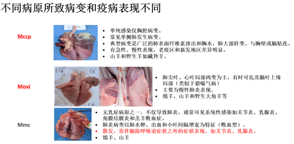 危害性强死亡率高防控难度大这个烂肺病该怎么防