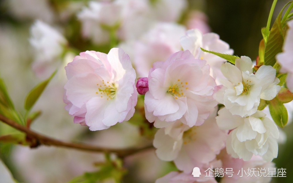 4月日爱情运势 红娘牵线 喜结良缘的四大星座 腾讯新闻