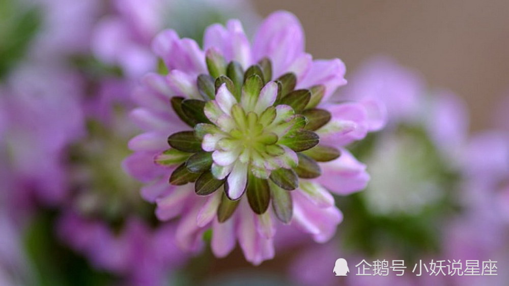 4月日爱情运势 红娘牵线 喜结良缘的四大星座 腾讯新闻