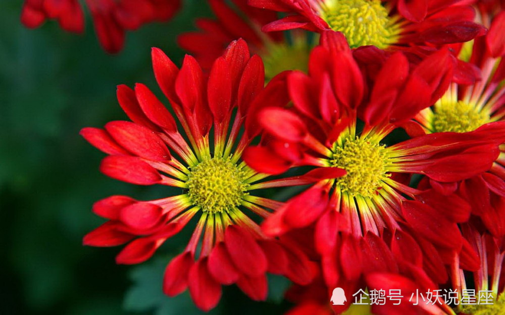 4月日爱情运势 红娘牵线 喜结良缘的四大星座 腾讯新闻