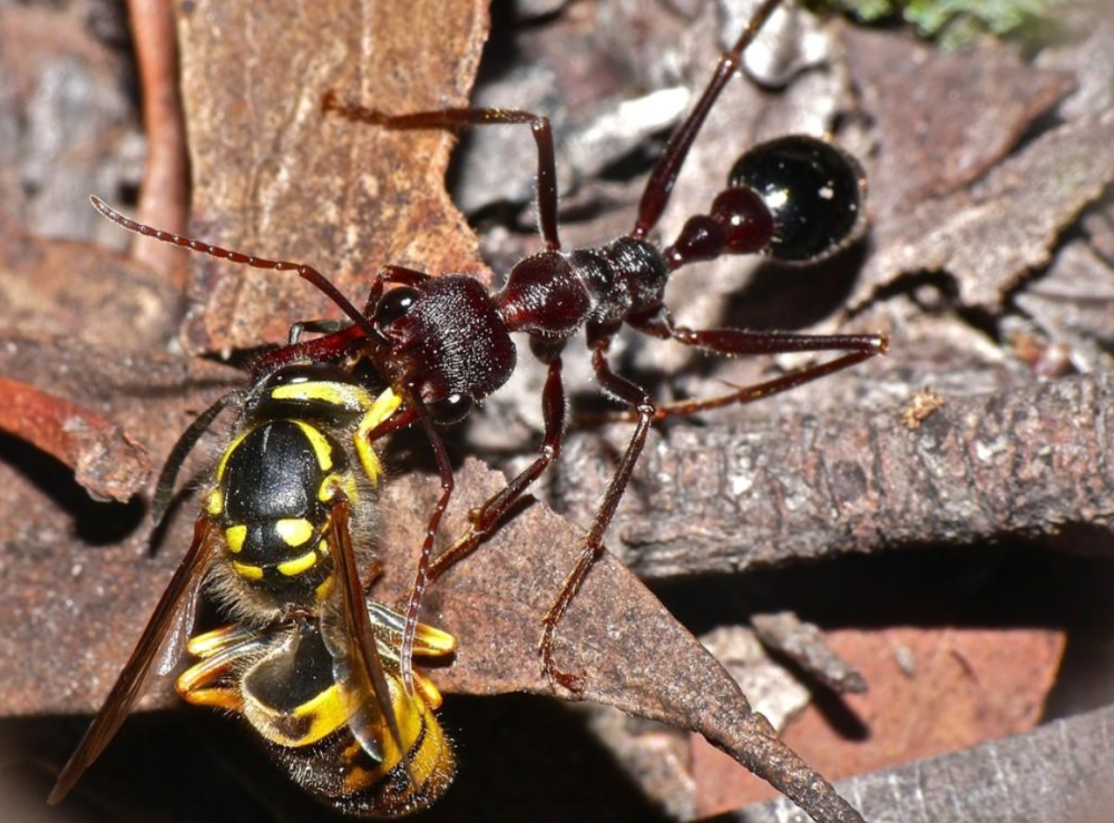 38只毒蚂蚁进入山东被查,毒性有多强?相似毒蚁15分钟内可要人命