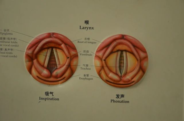 考慮到老人的年齡, 徐定遠開具了 鼻咽喉鏡檢查單.