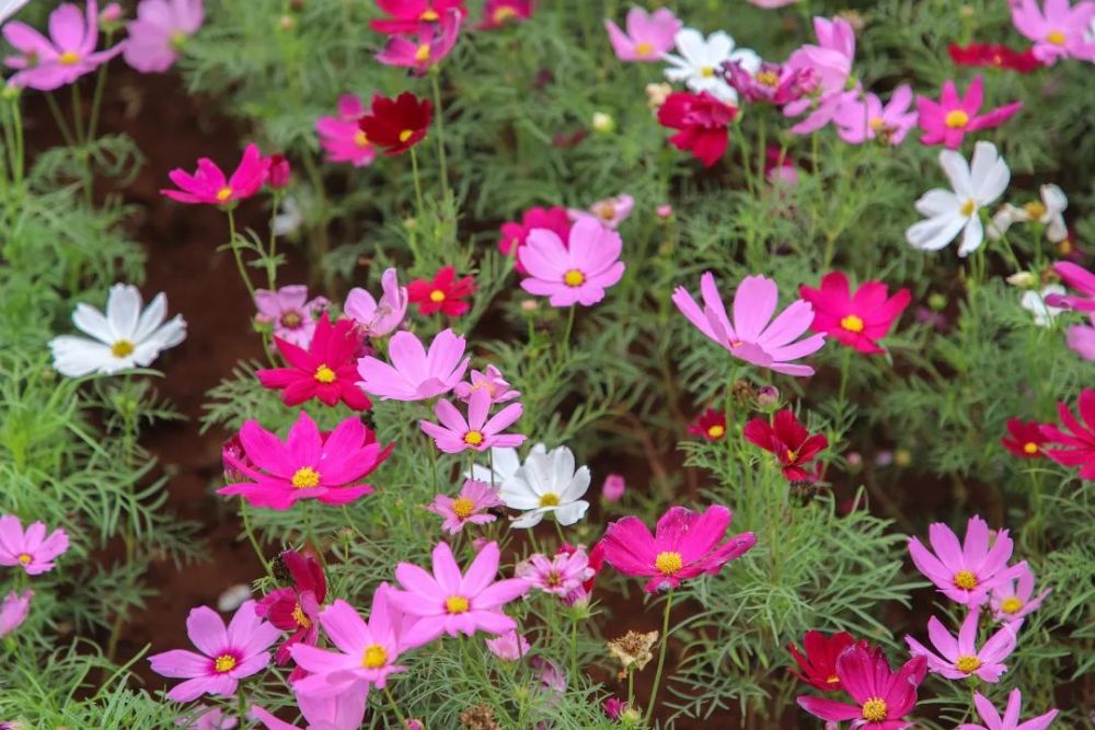 海南号优选丨海口江东新区35万株大花波斯菊盛放欢迎来看浪漫花海