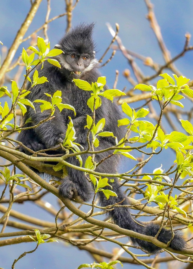 黑叶猴"安家"金佛山