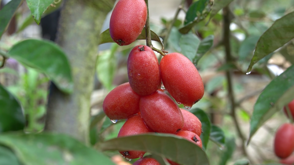 羊奶果再不吃就要等明年了