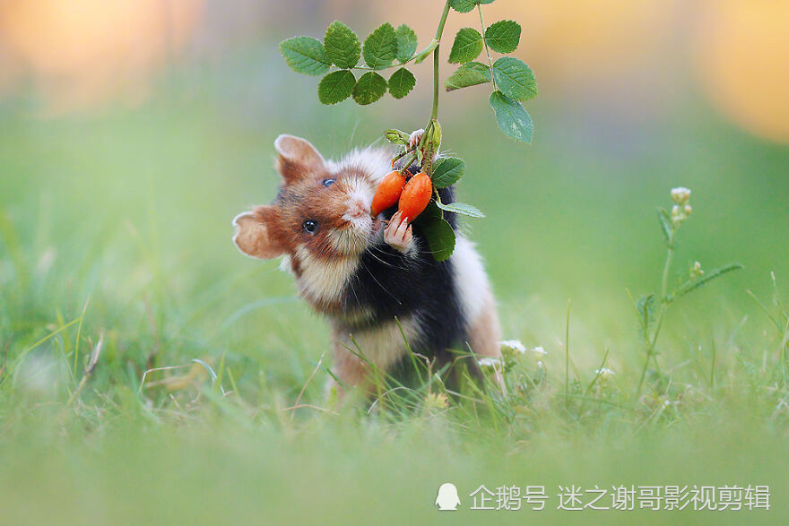 聞花花吃果果野生小動物們真是可愛愛