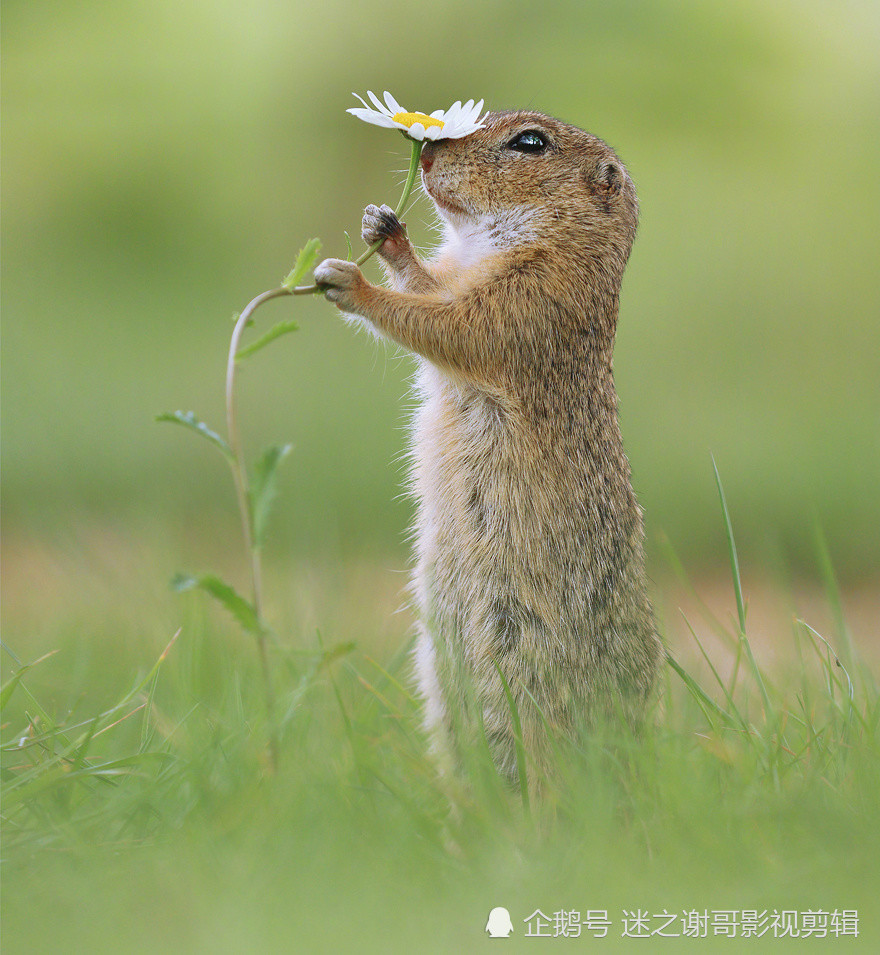闻花花,吃果果,野生小动物们真是可爱爱