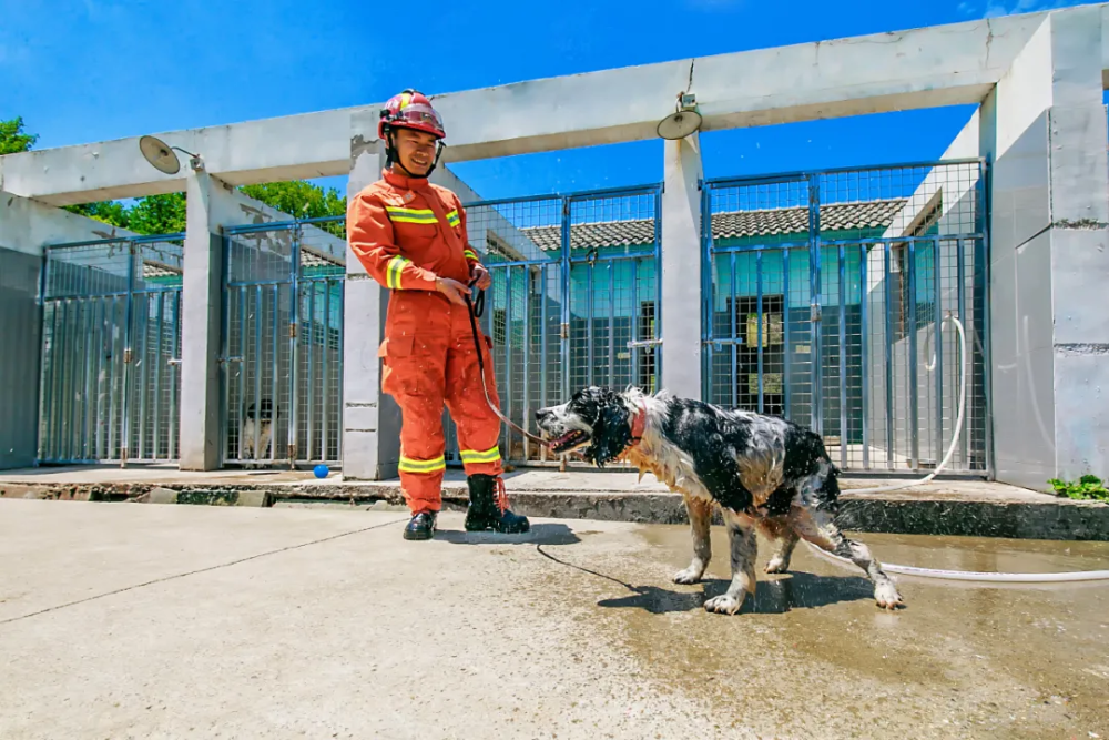 看哭了功勳犬冰潔錄製天天向上