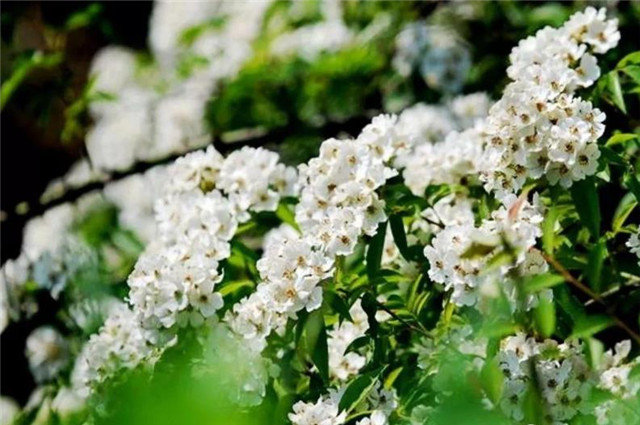 荼蘼如雪宋诗开到荼蘼花事了本意不是红楼梦里的那种悲观