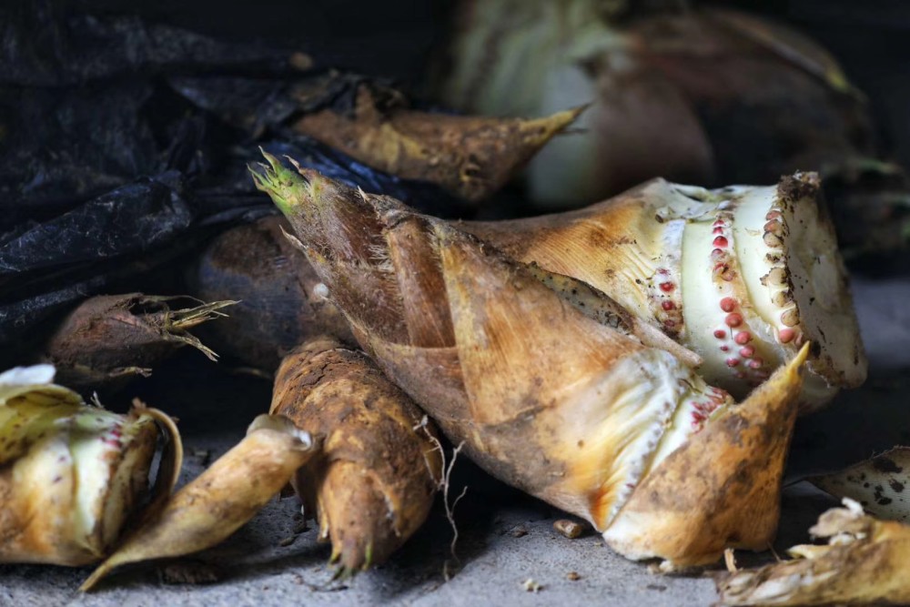 几乎转眼之间已经长得比人还要高了,笋根底部翠绿的竹节正在褪去笋