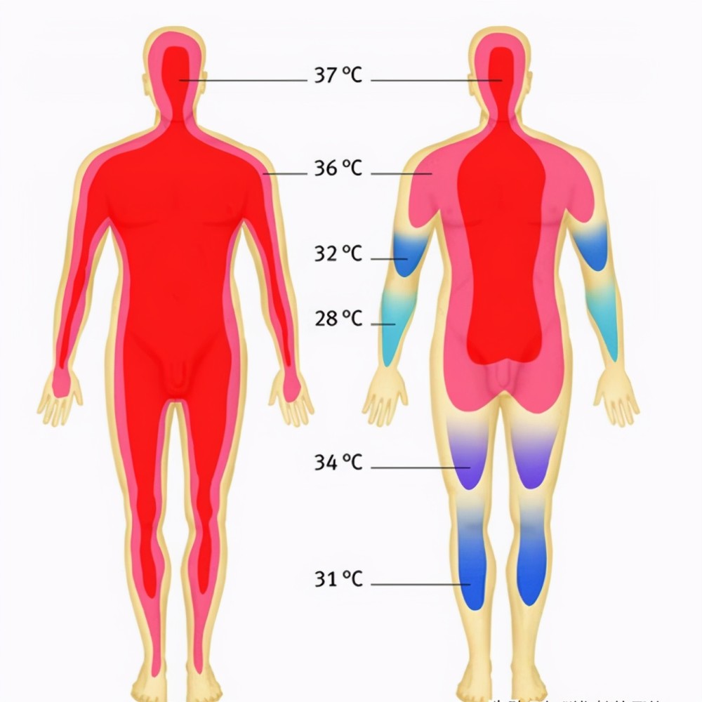 人体温度迅速下降,未来人类或将体弱多病?