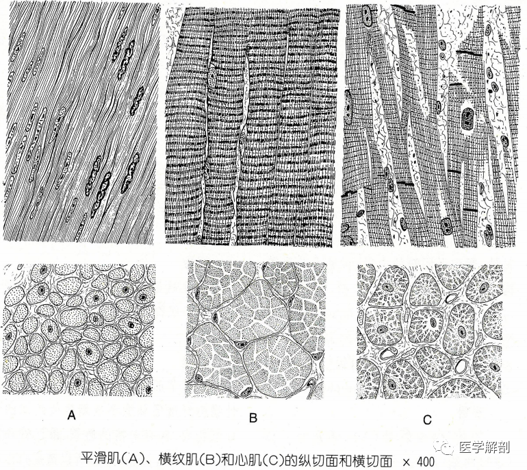 根据微细结构和生理特性,肌组织可分为三类:平滑肌(a,横纹肌(b,d)和