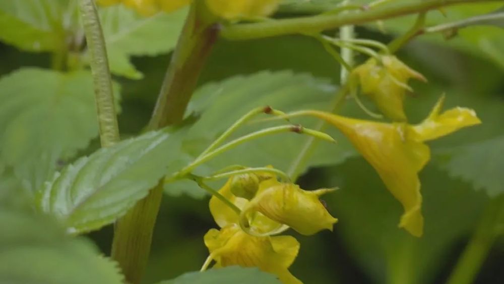 65"这个,还有这个,一个大一个小,叶子对称,命名为武夷山对叶兰.