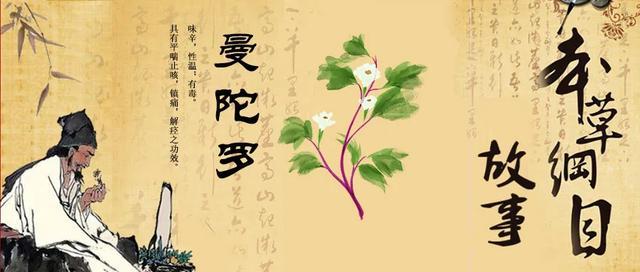 本草綱目 故事 曼陀羅花善麻醉 1314健康站