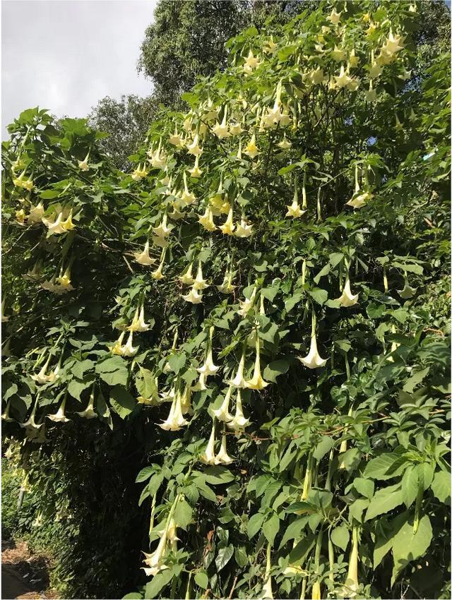 《本草纲目》故事:曼陀罗花善麻醉_腾讯网