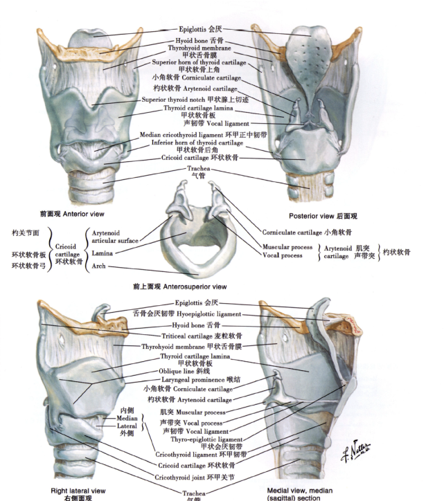 环甲膜穿刺/切开术及相关解剖美图|甲状软骨|环甲膜|穿刺|气管