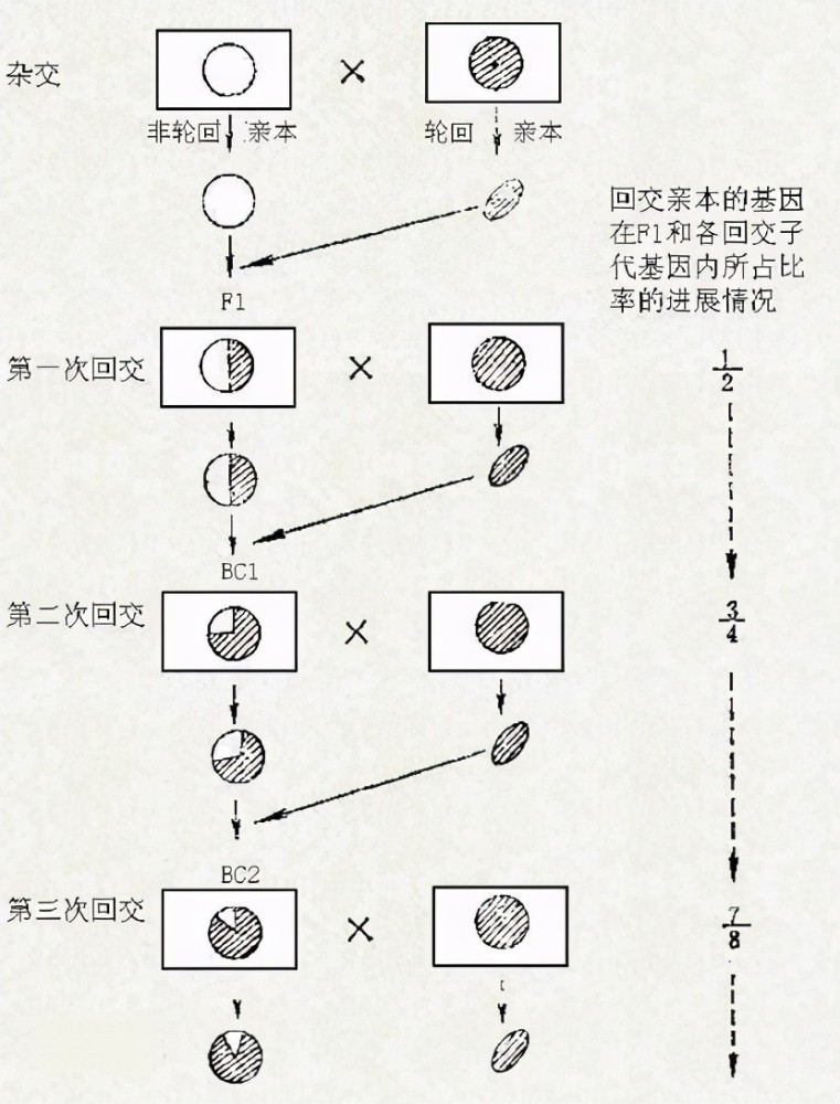 日本人种杂交战略图片