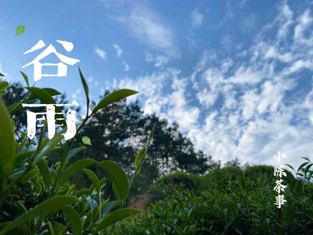 清明太早,立夏太迟,谷雨适中,六大茶类哪些茶讲究谷雨节采?