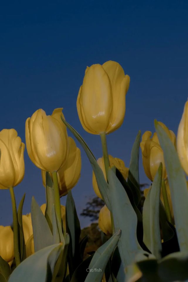 花海朋友圈背景图|4.19
