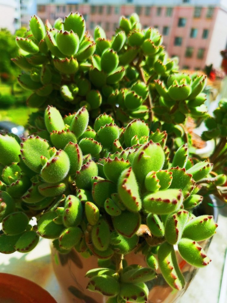 冬季熊童子变瘦 4月份做好4点后 小熊掌 胖胖的 腾讯新闻