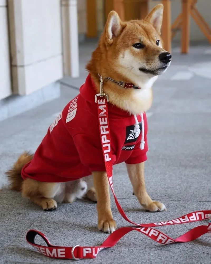 潮流网红现场教学,这只站在时尚尖端的小柴,实力演绎了什么叫业务在线