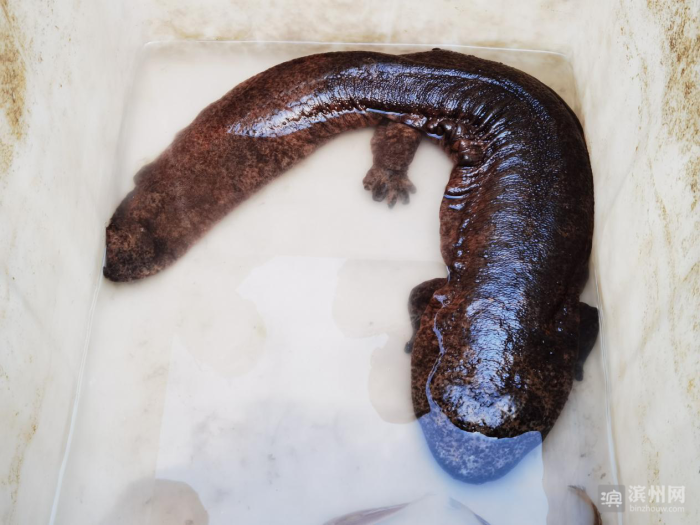 无棣县放生一条娃娃鱼属国家二级重点保护动物