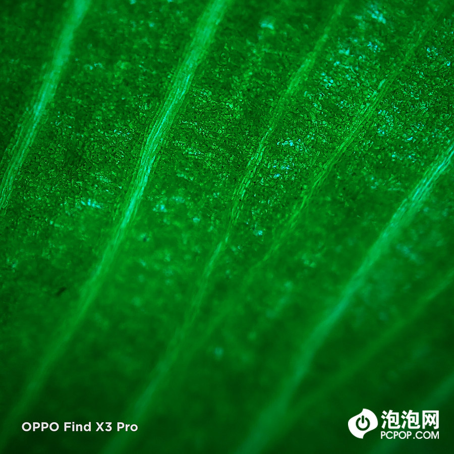 贝塔实验室oppofindx3挑战显微镜微距摄影