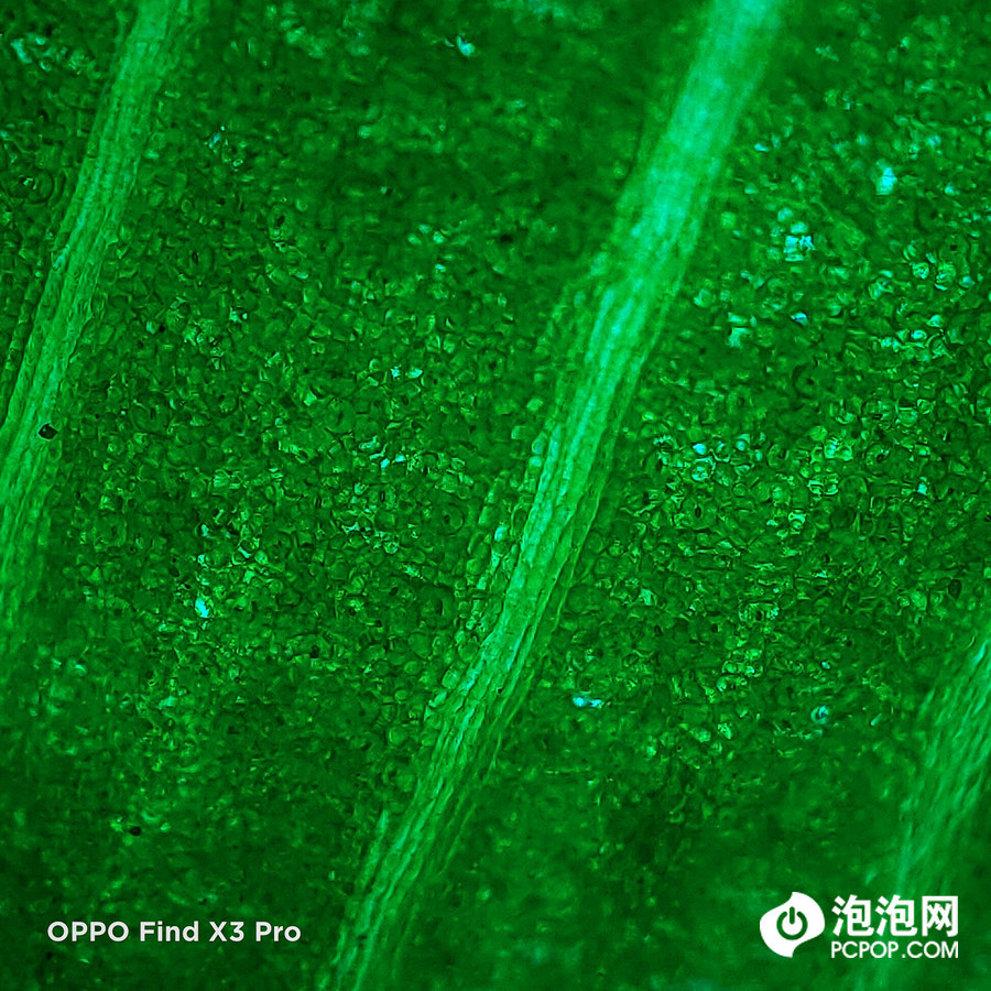 贝塔实验室:oppo find x3挑战显微镜微距摄影_腾讯新闻