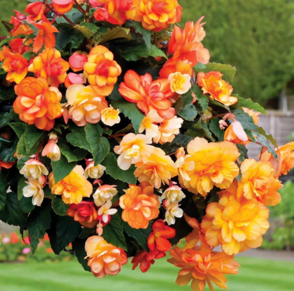 五种"垂吊花",价格便宜花期长,吊盆养开花最美