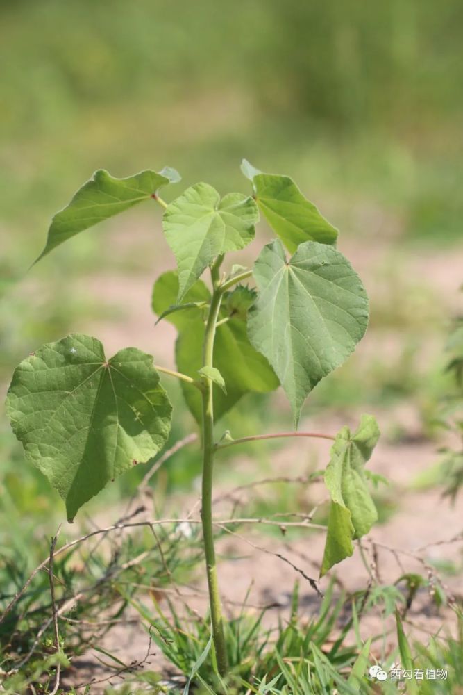 苘麻abutilon theophrasti_騰訊新聞