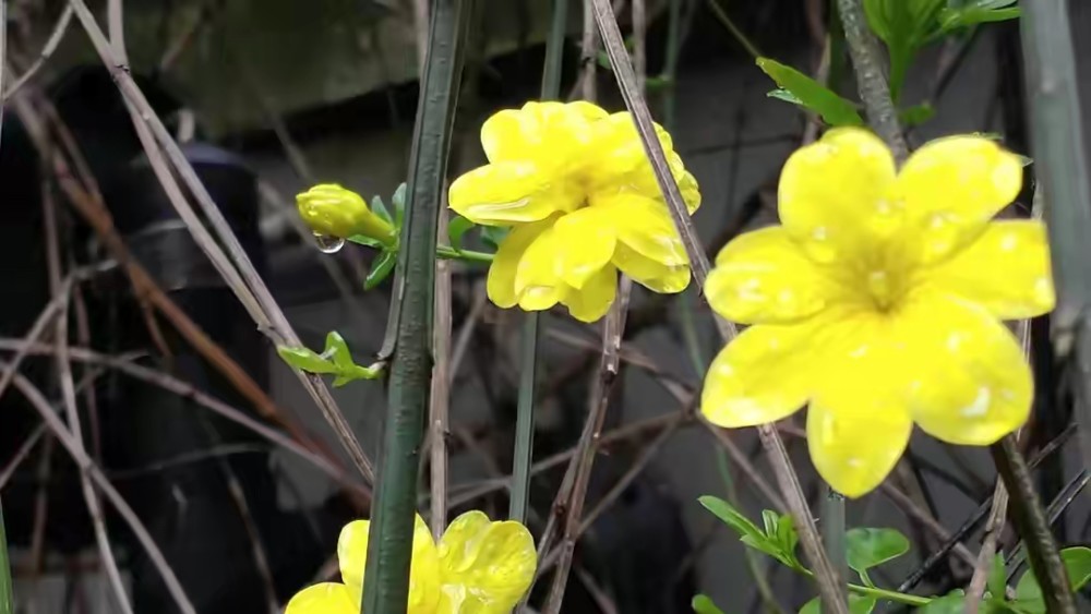 迎春花的品格情景散文