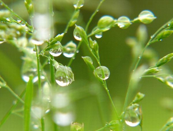 穀雨時節雨量增多一場春雨一場詩意不妨來一次春日詩詞之旅吧