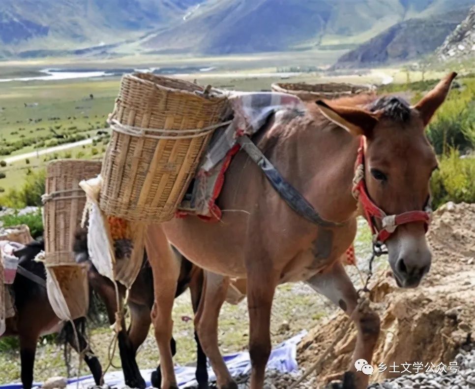 散文一匹枣红马