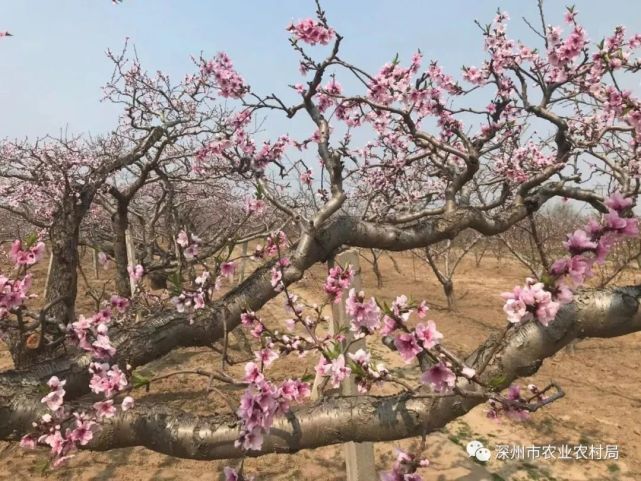 深州桃花图片