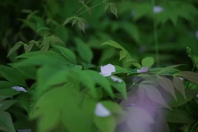 節氣紛至·穀雨|穀雨春光曉,山川黛色青