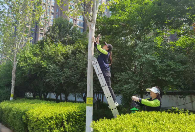 漯河的树上又开始挂捕虫器了,大家不要乱动