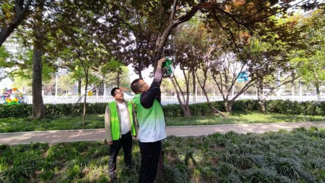 漯河的树上又开始挂捕虫器了,大家不要乱动