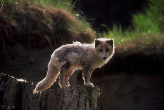 百年里,在我国灭绝的十种飞禽走兽|新疆虎|灭绝|地球|普氏野马|冠麻鸭