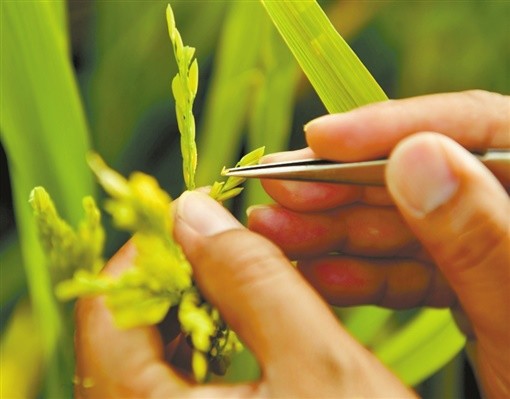 水稻南繁育种人_腾讯新闻
