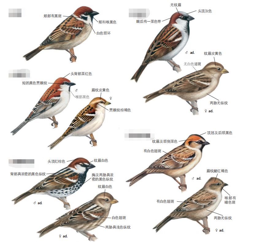 苏小七你是否想成为一名专业的鸟人